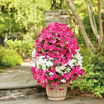 Petunia Cascada Hibrid - Seminte Flori Petunia Cascada de la Florian