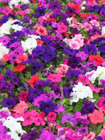 Petunie pitica mix (0,2 g), seminte de petunii pitice pentru jardiniere si ghivece, in diferite culori, Opal