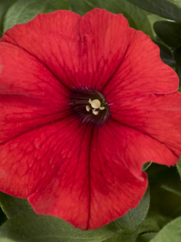 Petunie rosie (0.1 gr) seminte flori anuale, Horti Tops