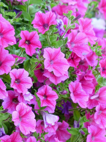 Petunie roz (0.1 gr) seminte flori anuale, Horti Tops