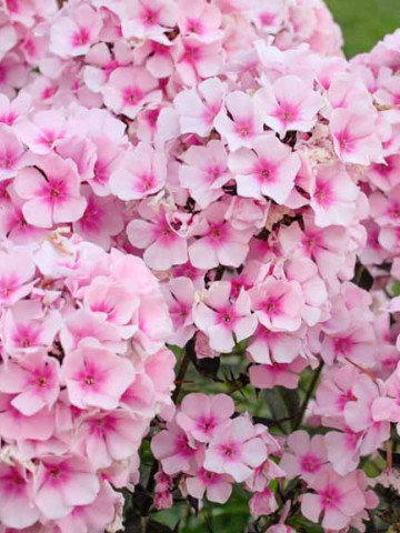 Phlox paniculata Famous Pink Dark Eye (ghiveci 1 l), plante perene, flori mari culoare roz luminos si roz inchis