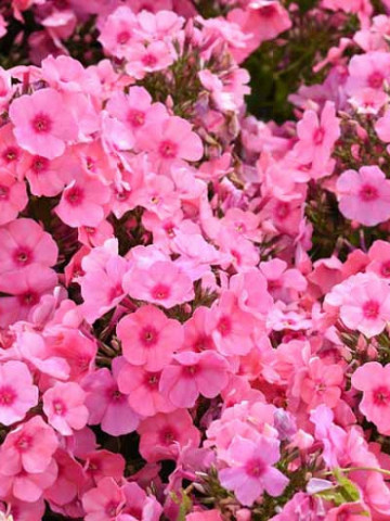 Phlox paniculata Light Pink Flame (ghiveci 1 l), plante perene cu flori mari roz stralucitor