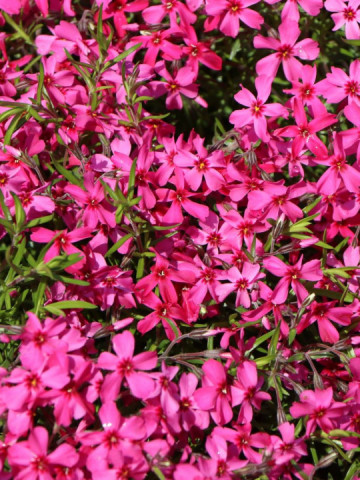Phlox subulata Atropurpurea (in ghiveci de 1 L), rasad de brumarele taratoare cu flori de culoare roz aprins