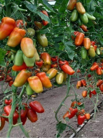 Portento F1 ( 100 seminte) tomate tip San Marzano, Seminis