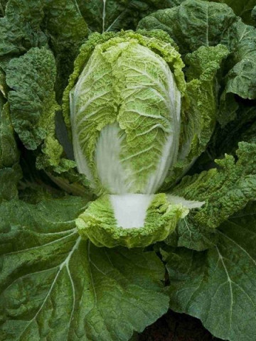 Preduro F1 (2500 seminte) de varza chinezeasca cu crestere rapida greutate buna si aspect atractiv proaspat forma cilindrica de culoare verde inchis, Takii Seeds