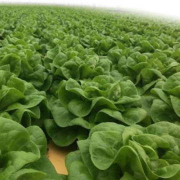 Presteria (1000 seminte) drajate de salata ce formeaza capatani de marime medie si greutate intre 400-600 de grame ce se preteaza mai ales culturilor hidroponice, Rijk Zwaan