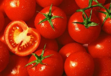 Primadona F1 (500 seminte) Tomate Nedeterminate, Hazera