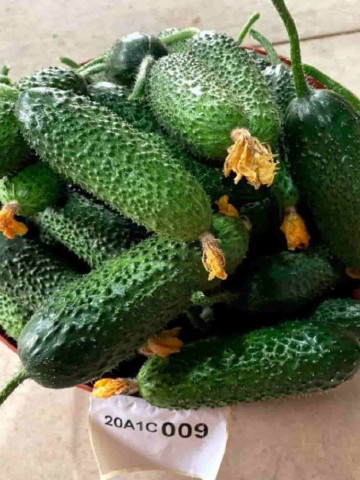 Prut F1 (Siret imbunatatit) (50 seminte) castravete cornichon partenocarpic timpuriu, Hektar