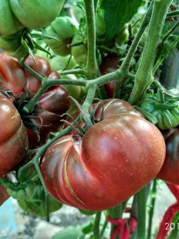 Purple Calabash USA (30 seminte) rosii de culoare purpuriu spre burgundy, soi heirloom, Ukraina