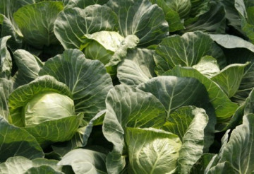 Pushma F1 - 2500 sem - Seminte de varza alba ce se preteaza cultivarii in spatii protejate in tunele de plastic dar si in camp deschis primavara devreme de la Rijk Zwaan