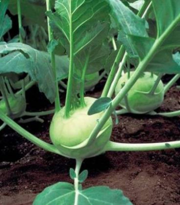 Quickstar F1 (1000 seminte) de gulioare cu foliaj verde deschis fruct rotund usor aplatizat foarte neted culoare atractiva avand o greutate de 300-400 de grame, Sakata