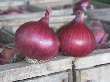 R4593 F1 (250.000 seminte) ceapa crestere rapida, Seminis