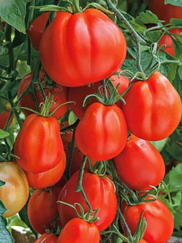 Red Pear (60 seminte) de rosii in forma de para, carnoase si gustoase, Seklos