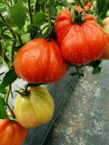 Red Pear Shaped (150 seminte) tomate in forma de para soi italian, crestere nedeterminata tip Beef, Sem Luca