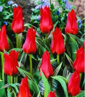 Red Riding Hood (5 bulbi), lalele rosii carmin, bulbi de flori