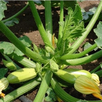 Regio F1 - 500 sem - Seminte de dovlecel cu crestere viguroasa pulpa frageda de culoare cred deschis ce da rezultate bune la cultivarea in solar de la Esasem
