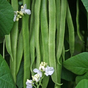 Roma 2 (1 kg) seminte fasole pitica verde rotunda, pastai late, Agrosem