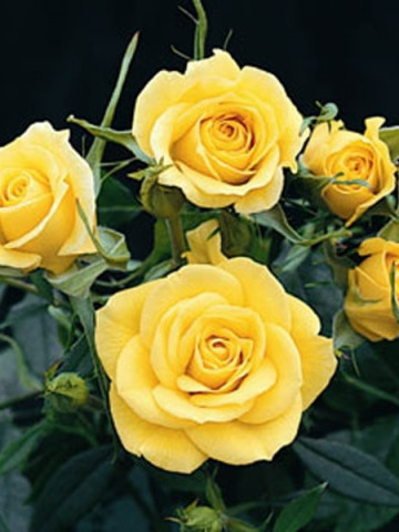 Rosa Mini Yellow (ghiveci 1,5 l), trandafir pitic cu flori galbene