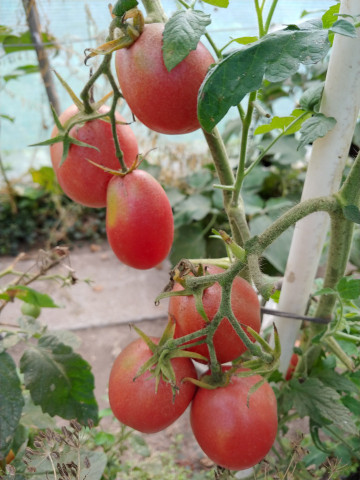Rose Pear (40 seminte) rosii in forma de para, culoarea purpuriu, soi heirloom, productiv, Ukraina