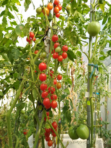 Rosii Cherry Cherry Swettie (soi mama a tomatelor Sweet Million F1) seminte de rosii nedeterminate Cherry timpuriu