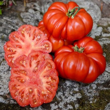 Rosii Costoluto Fiorentino (0.5 gr), seminte tomate crete soi foarte productiv, Florian Bulgaria