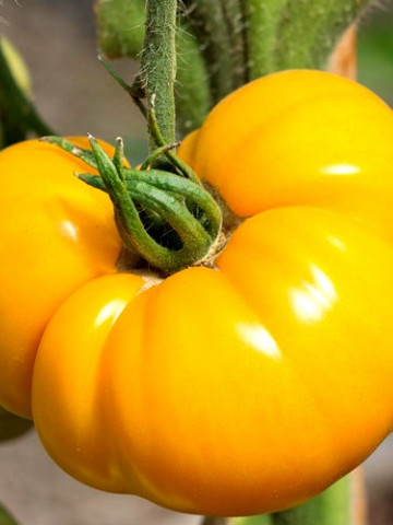Rosii Galbene (Brandywine Yellow) ) 60 seminte Tomate Galbene Cremoasa crete tip Beef, din Ohio