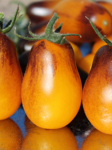 Rosii Indigo Pear Drops (20 seminte) seminte de rosii tip Cherry cu gust excelent, dulce, soi exotic foarte rar, Florian