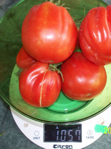 Rosii Pearson sel d'Albenga (250 seminte), tomate cu fructe mari in forma de para tip Albenga tip Beef, Prima Sementi