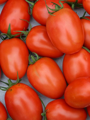 Rosii Roma VF (250 seminte) tomate soi semitardiv fructe ovale, gust placut, Agrosem