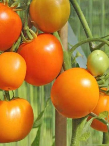 Rosii Zloty Ozarowski (70 seminte) tomate portocalii, soi semitimpuriu, crestere nedeterminata, Agrosem