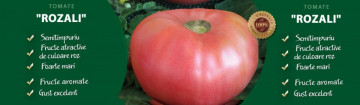 Rozali - 10 gr - Seminte de Tomate Roze Mari Nedeterminat Semitimpuriu tip Gigant cu tulpina inalta de la Florian Bulgaria
