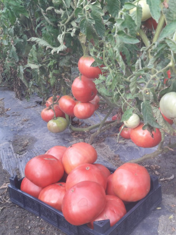 Rozova Maghia (5 gr) seminte tomate roze Magie Roz tip gigant bulgaresc, Opal
