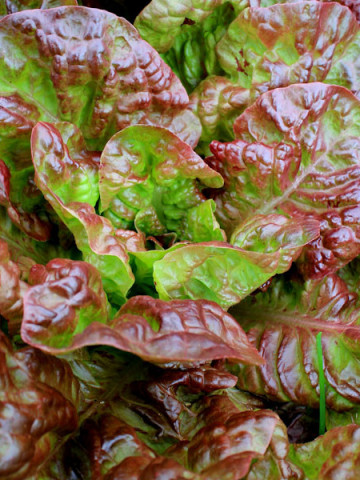 Salata Four Season Wonder (2400 seminte) salata soi foarte rezistent, productiv, Agrosem