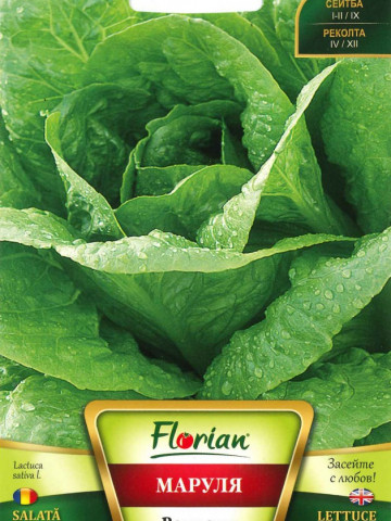 Salata VALMAINE - 3 gr - Seminte de Salata Soi semitimpuriu capatana mare Florian Bulgaria