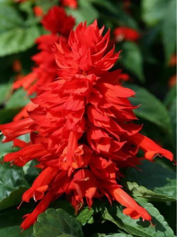 Salvia de gradina rosie (0.3 g), planta cu flori colorate in rosu intens, Opal