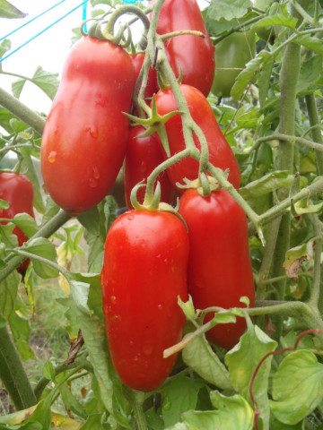 San Marzano (150 Seminte) de rosii Soi Semitimpuriu Determinat Florian Bulgaria