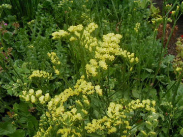 Saraturica galbena (0.15 gr) seminte de flori puternic ramificate, Agrosem