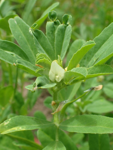 Schinduf Medicinal (100 seminte) planta erbacee anuala, Agrosem
