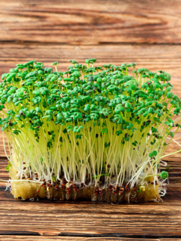 Seminte bio pentru germeni de mustar (50 g), seminte pentru obtinerea de germeni sau micro-verdeturi de mustar, Kertimag