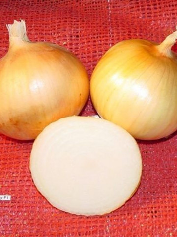 Seminte ceapa Guimar F1 ex Candy (250.000 seminte), aurie, Seminis
