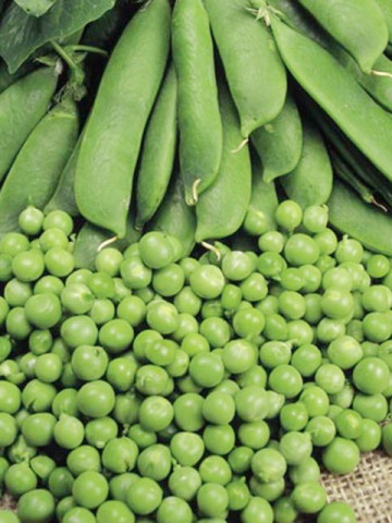 Seminte mazare Kelvedon Wonder (250 gr), semitimpurie, Pop Vriend