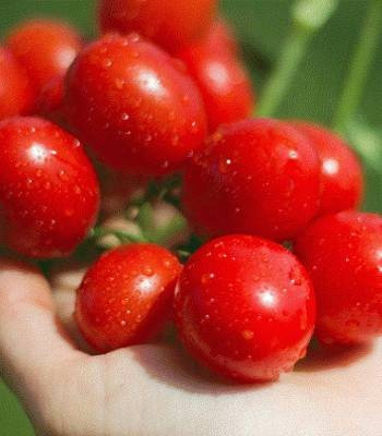 Seminte rosii 6 Punto7 F1 (1000 seminte), tomate tip cherry, Seminis