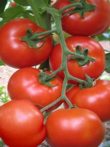 Seminte rosii Buzau 1600 (1 g), semitardiv, Agrosel