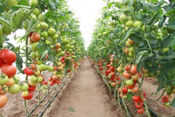 Seminte rosii Corvinus F1 (100 seminte), extratimpurii, De Ruiter Seeds