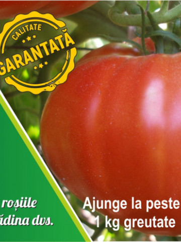 Seminte rosii Fantezia (Fantazia), 60 seminte de tomate tip gigant soi nedeterminat semitimpuriu, Opal Bulgaria