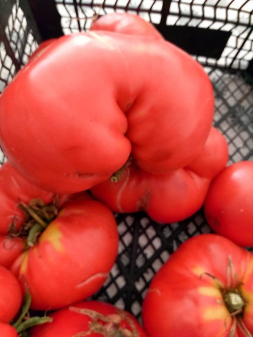 Seminte rosii Fantezia (Fantazia), 60 seminte de tomate tip gigant soi nedeterminat semitimpuriu, Opal Bulgaria