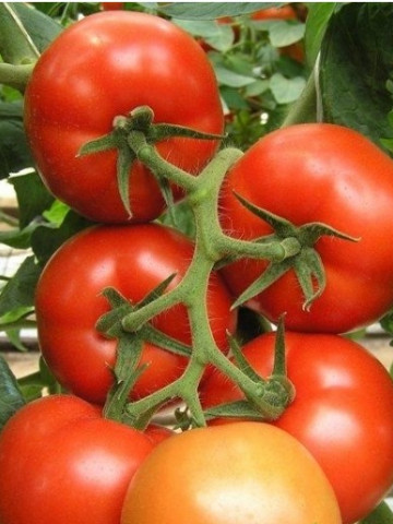 Seminte rosii Magnus F1 (100 seminte), semideterminate, De Ruiter Seeds