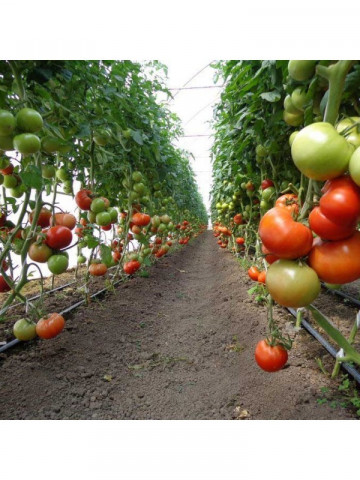Seminte Rosii Mahitos F1 (100 seminte) de Tomate Nedeterminate Semitimpurii de tip beef de la Rijk Zwaan