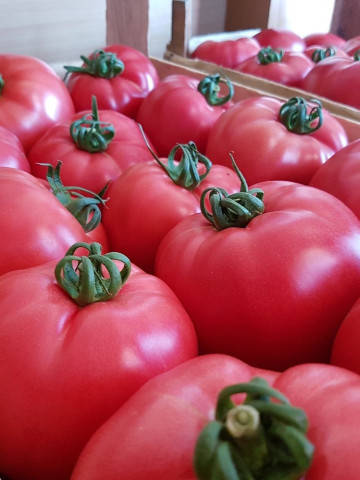 Seminte rosii Pink Rock F1 (1000 seminte), tomate roz, crestere nedeterminata, Yuksel