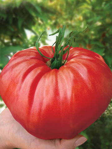 Seminte tomate de gradina gigant rosu (5 gr), cu crestere nedeterminata, Florian Bulgaria